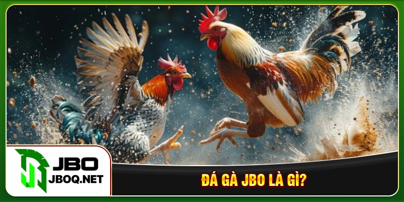 Đá gà JBO là gì?