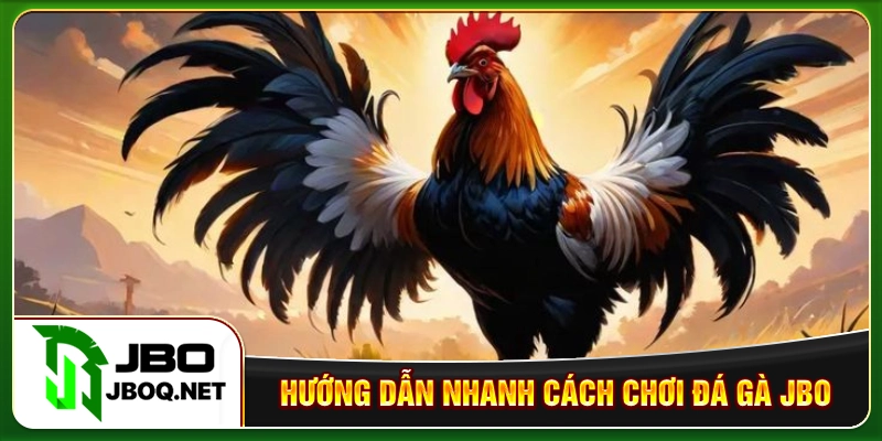 Hướng dẫn nhanh cách chơi đá gà JBO