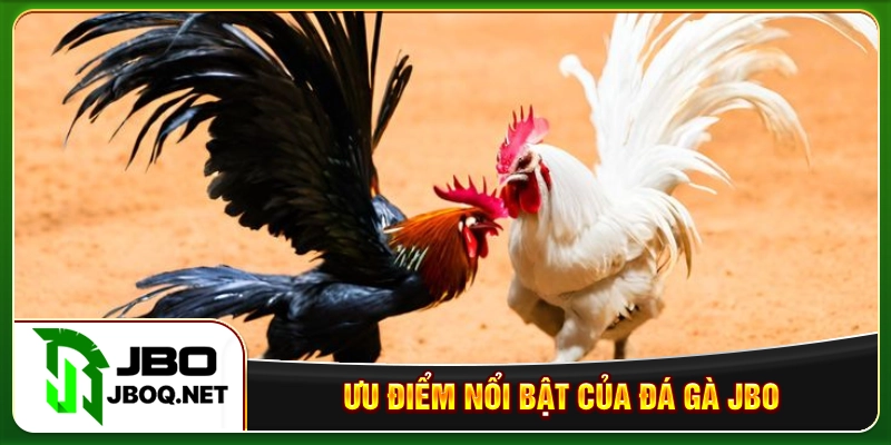 Ưu điểm nổi bật của đá gà JBO